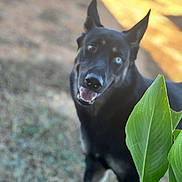 Skye is registered to the contest to win money with this photo: animal, black_dog, blue_eye, brown_eye, canine, closeup, curious, daylight, dog, ears_up, grass, green_leaf, happy, heterochromia, nature, outdoor, pet, plant, portrait, smiling