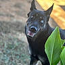 animal, black_dog, blue_eye, brown_eye, canine, closeup, curious, daylight, dog, ears_up, grass, green_leaf, happy, heterochromia, nature, outdoor, pet, plant, portrait, smiling