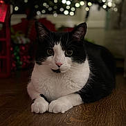 Charlie Brown joined the competition — help win amazing prizes! animal, black_and_white, bokeh, cat, christmas_lights, closeup, cozy, ears, feline, festive, green_eyes, holiday, indoors, loaf_pose, lying_down, pet, portrait, tuxedo_cat, whiskers, wooden_floor