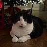 animal, black_and_white, bokeh, cat, christmas_lights, closeup, cozy, ears, feline, festive, green_eyes, holiday, indoors, loaf_pose, lying_down, pet, portrait, tuxedo_cat, whiskers, wooden_floor