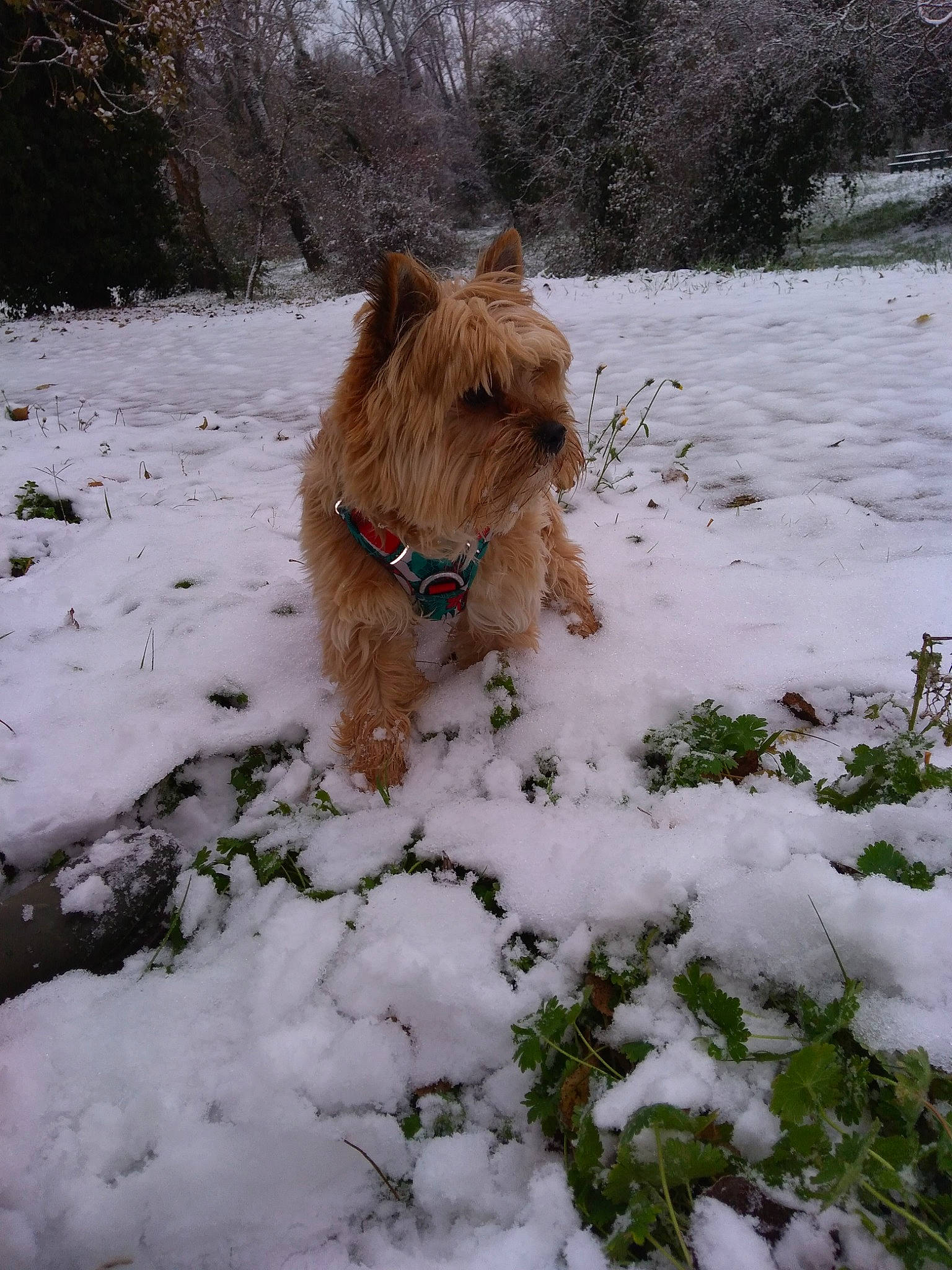 Nanouk a rejoint le concours — aidez-le/la à gagner de superbes lots ! canidae, carnivore, companion_dog, dog, dog_breed, dog_supply, fawn, freezing, fur, grass, irish_terrier, liver, pet_supply, plant, small_terrier, snout, snow, tail, terrier, winter