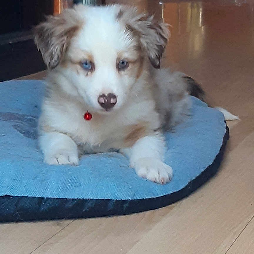 Vanaya a rejoint le concours — aidez-le/la à gagner de superbes lots ! animal, blue_eyes, brown_and_white, collar, curious, cute, dog, domestic, floor, fluffy, fur, indoor, lying_down, pet, pet_bed, puppy, red_bell, small_dog, wooden_floor, young_dog