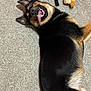 animal, black_fur, canine, carpet, cute, dog, fur, german_shepherd, happy, indoor, lying_down, pet, pet_toy, playful, plush_toy, puppy, smiling, tan_fur, tongue_out, toy