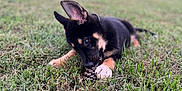 Hex is registered to the contest to win money with this photo: adorable, animal, canine, chewing, daylight, field, german_shepherd, grass, greenery, lying_down, nature, outdoor, pet, pine_cone, playful, puppy, sky, sunset, trees, young_dog