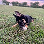 adorable, animal, canine, chewing, daylight, field, german_shepherd, grass, greenery, lying_down, nature, outdoor, pet, pine_cone, playful, puppy, sky, sunset, trees, young_dog
