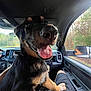 Hex joined the competition — help win amazing prizes! animal, black_and_tan_dog, canine, car, dashboard, dog, dog_tongue_out, forest, happy_dog, nature_outside, person_lap, pet, road_trip, seat, side_mirror, sunlight, tongue, trees, vehicle_interior, window