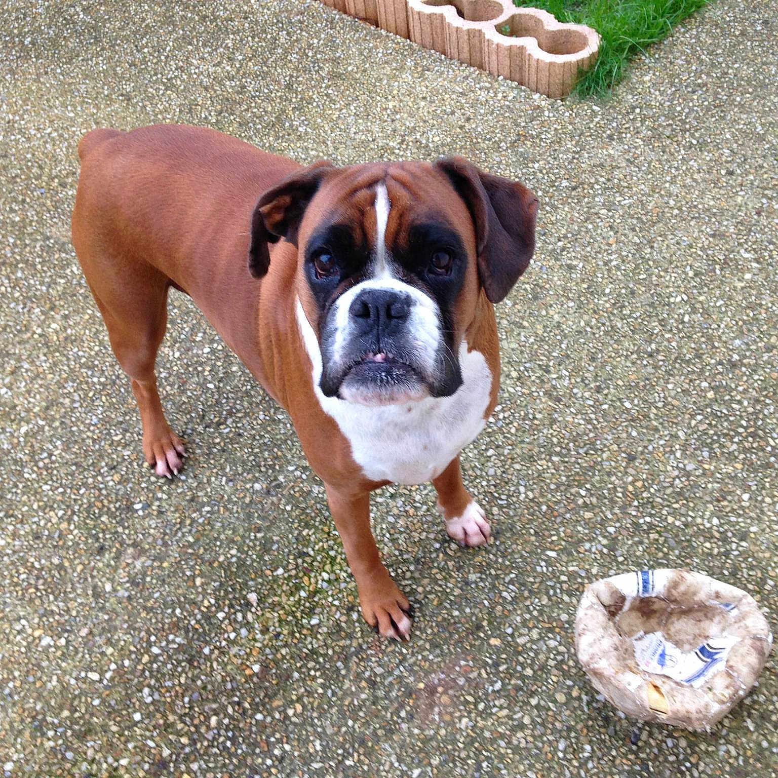 Bernard