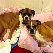 Bahia Et Elfie a rejoint le concours — aidez-le/la à gagner de superbes lots ! boxer, carnivoran, companion_dog, dog, dog_breed, dog_breed_group, dog_like_mammal, fawn, snout, valley_bulldog