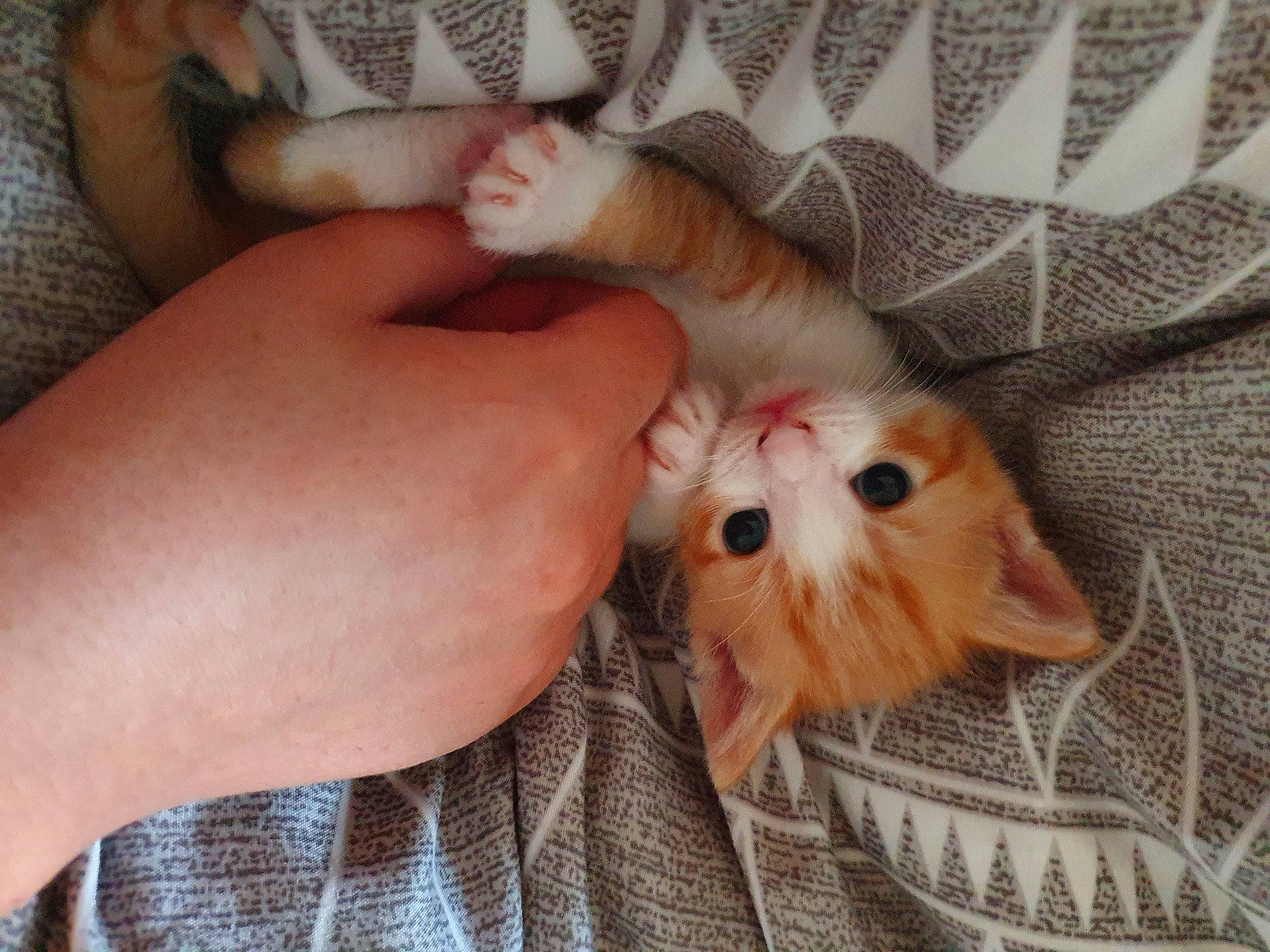 Cheska is registered to the contest to win money with this photo: canidae, carnivore, comfort, companion_dog, dog_breed, ear, fawn, felidae, finger, fur, nail, pattern, paw, rodent, small_to_medium_sized_cats, snout, sporting_group, thumb, toy_dog, whiskers