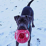 Thor is registered to the contest to win money with this photo: dog, black_dog, snow, toy, red_toy, outdoor, playful, pet, animal, winter, footprints, collar, canine, looking, standing, front_view, daylight, nature, cute, fun