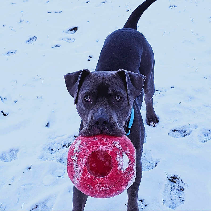 Thor is registered to the contest to win money with this photo: dog, black_dog, snow, toy, red_toy, outdoor, playful, pet, animal, winter, footprints, collar, canine, looking, standing, front_view, daylight, nature, cute, fun