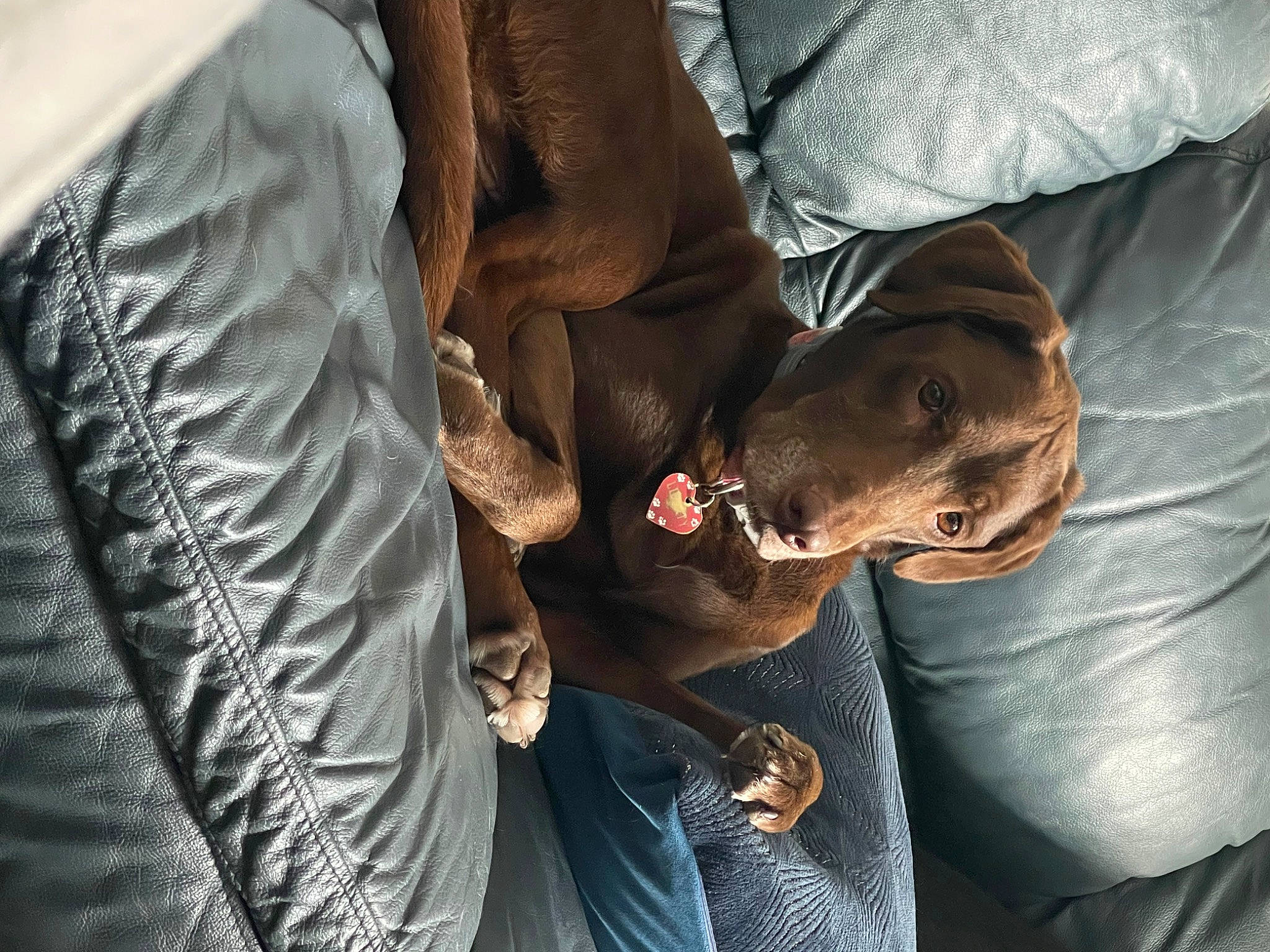 Liberty joined the competition — help win amazing prizes! canidae, carnivore, comfort, dog_breed, elbow, flesh, fur, human_leg, knee, linens, sitting, sleeve, sporting_group, sunglasses, thigh, tree