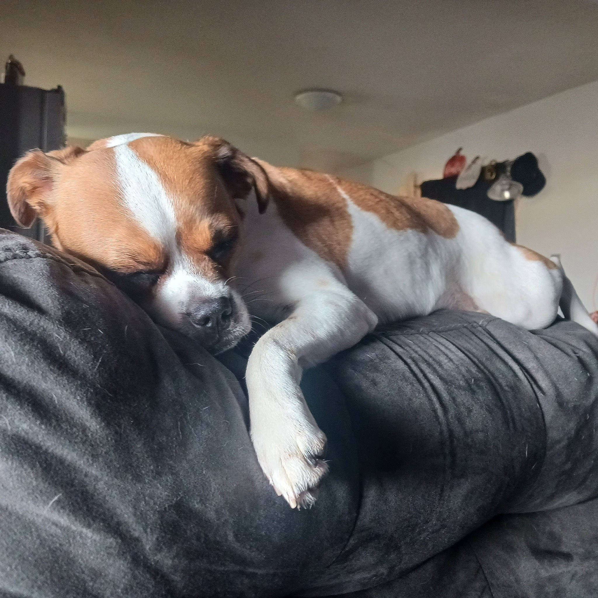 Nyx joined the competition — help win amazing prizes! beagle, canidae, carnivore, comfort, companion_dog, dog, dog_bed, dog_breed, fawn, finnish_hound, fur, hound, nap, paw, puppy_love, scent_hound, snout, sporting_group, tail, whiskers