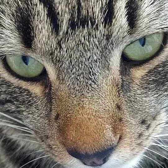 Buddy is registered to the contest to win money with this photo: