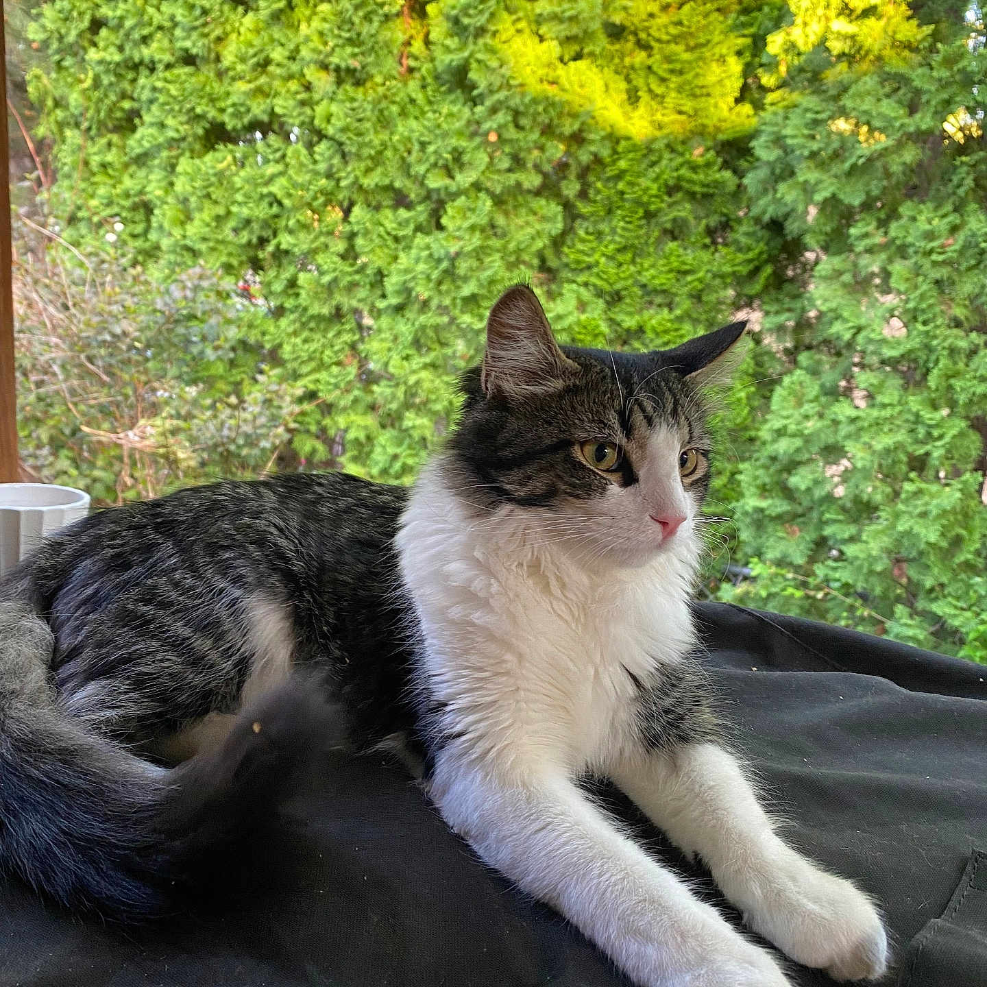 Rocky joined the competition — help win amazing prizes! alert, animal, black_surface, cat, cute, daylight, domestic_cat, fur, garden, greenery, lounging, nature, outdoor, pet, relaxed, side_view, tabby, tail, whiskers, white_fur