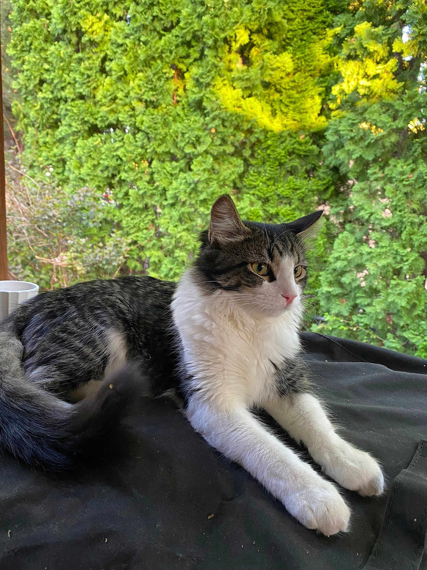 Rocky joined the competition — help win amazing prizes! cat, tabby, white_fur, lounging, outdoor, greenery, garden, nature, pet, animal, fur, whiskers, tail, relaxed, daylight, domestic_cat, black_surface, side_view, cute, alert