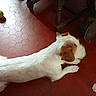 dog, white_dog, brown_patches, pet, animal, lying_down, stretching, indoor, red_floor, tile_floor, tennis_ball, furniture, chair, paper_scrap, playful, relaxed, top_view, home, dog_paws, short_fur