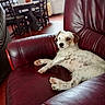 dog, pet, animal, white_dog, brown_patches, scruffy, short_hair, small_dog, lying_down, lounging, relaxed, indoors, living_room, armchair, leather, burgundy, dining_room, furniture, home, portrait
