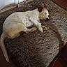 Loukie participe au concours pour gagner de l'argent avec cette photo : puppy, dog, sleeping, lying_down, pet, animal, white_fur, brown_ear, floppy_ear, black_nose, plush_bed, gray_bed, indoor, home, cozy, relaxed, resting, wooden_floor, portrait, cute