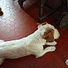 dog, white_dog, brown_patches, small_dog, lying_down, playing, ball, green_ball, outdoor, tile_floor, red_floor, patio, furniture, chair, relaxed, long_hair, floppy_ears, pet, animal, photography