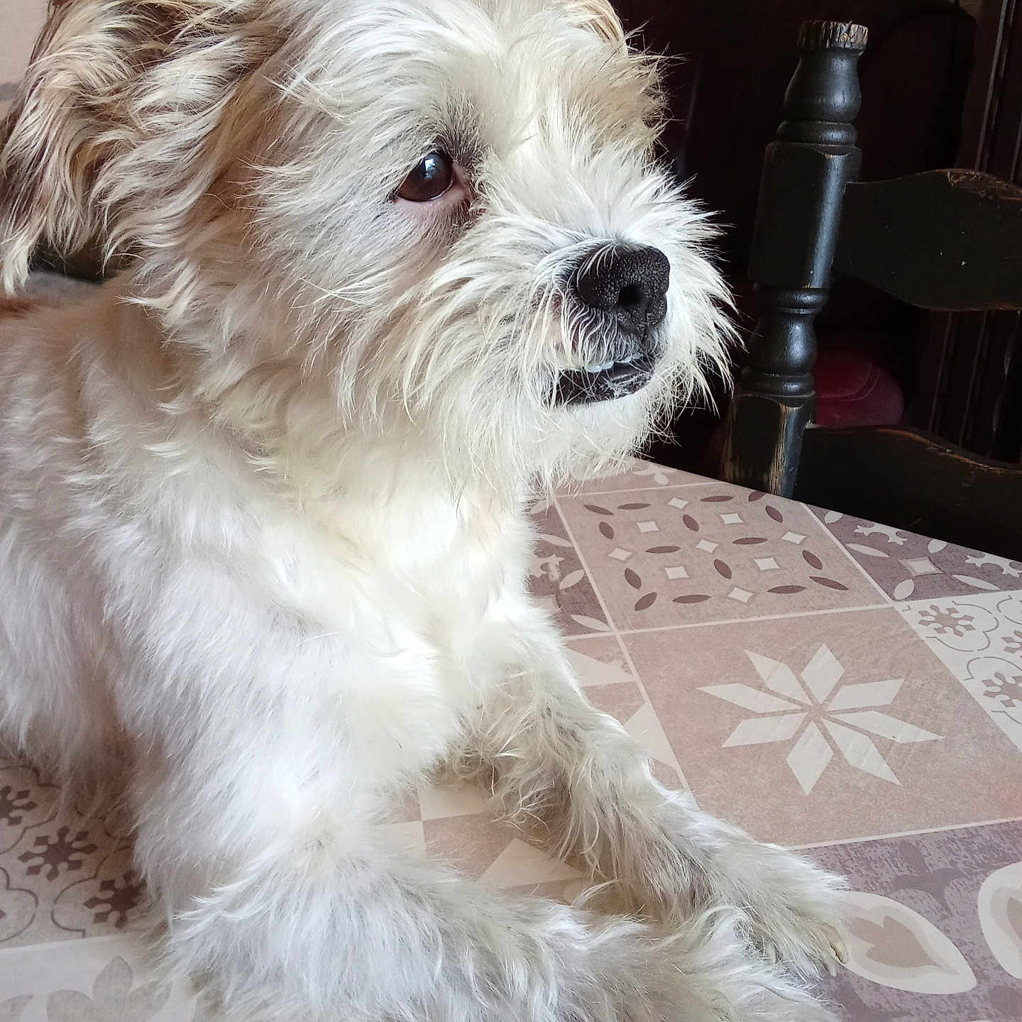 Cookie
