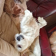 Cookie a rejoint le concours — aidez-le/la à gagner de superbes lots ! dog, small_dog, white_fur, tan_fur, fluffy, scruffy, upside_down, lying_down, belly, paws, grinning, teeth, nose, indoors, leather_chair, cushion, blanket, pet, funny, portrait