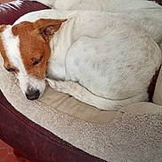Mila participe au concours pour gagner de l'argent avec cette photo : dog, sleeping, curled_up, brown_and_white, pet, animal, puppy, dog_bed, blanket, cushion, chair, indoor, cozy, relaxed, nap, resting, snout, floppy_ears, tail, home