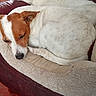 dog, sleeping, curled_up, brown_and_white, pet, animal, puppy, dog_bed, blanket, cushion, chair, indoor, cozy, relaxed, nap, resting, snout, floppy_ears, tail, home