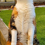 Loupiotte participe au concours pour gagner de l'argent avec cette photo : animal, calico, cat, curious, domestic_cat, ears, feline, fluffy, fur, green_grass, nature, outdoor, paws, pet, plants, side_view, sitting, tail, whiskers, wooden_ledge