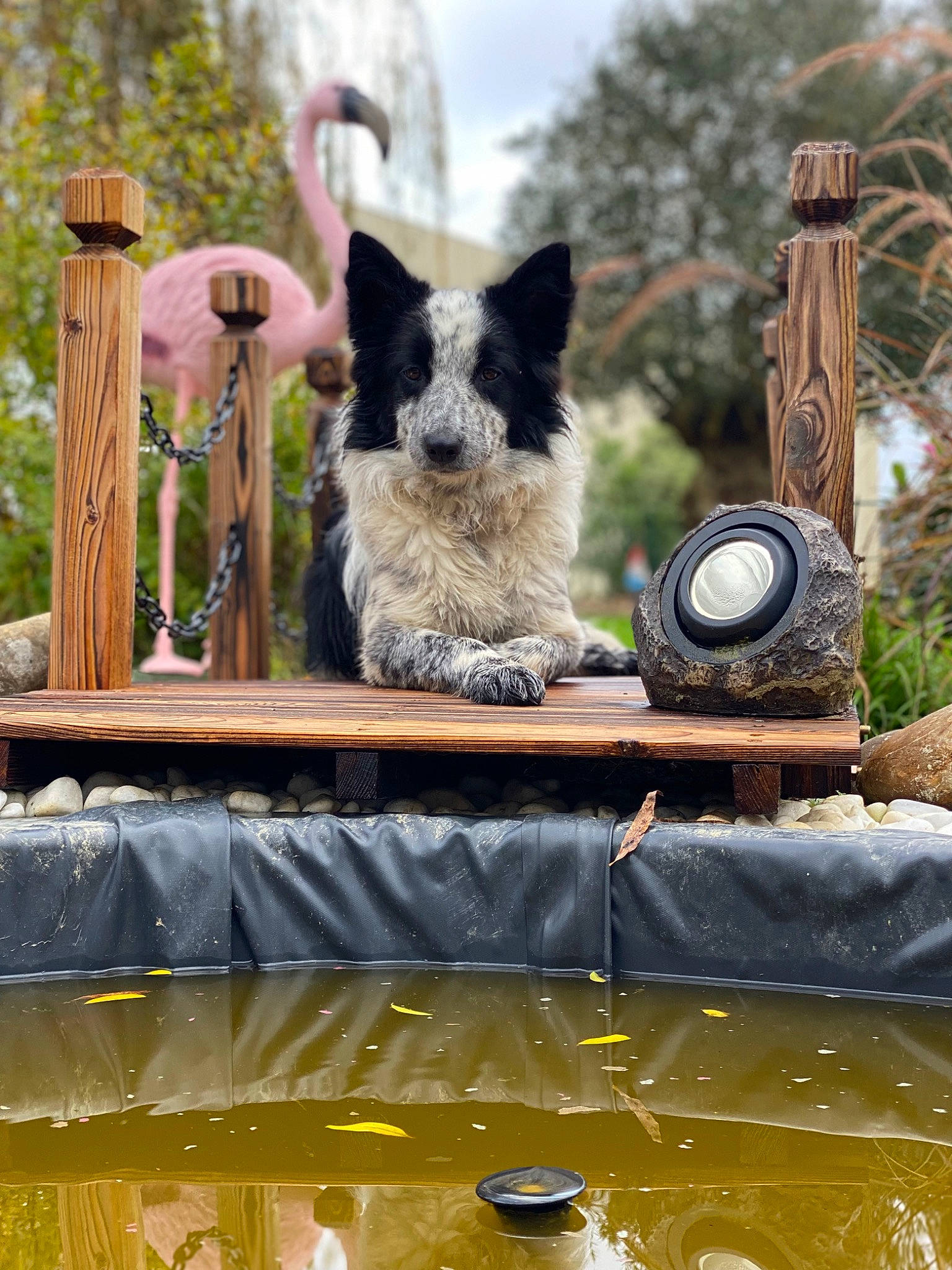 Baya a rejoint le concours — aidez-le/la à gagner de superbes lots ! automotive_tire, automotive_wheel_system, boats_and_boating_equipment_and_supplies, canidae, carnivore, companion_dog, dog, dog_breed, garden, grass, leisure, motor_vehicle, plant, recreation, sky, sporting_group, tree, water, wood, working_animal