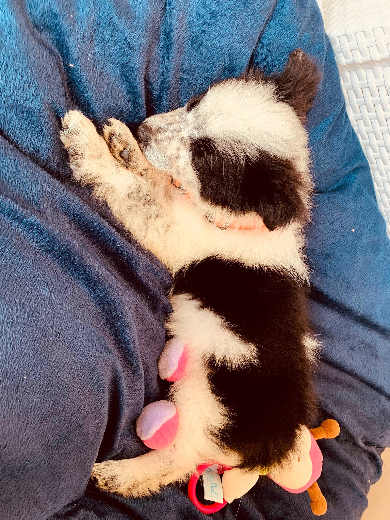 Baya participe au concours pour gagner de l'argent avec cette photo : carnivore, comfort, companion_dog, dog_breed, domestic_short_haired_cat, fawn, felidae, foot, fur, gesture, human_leg, lap, linens, pattern, paw, small_to_medium_sized_cats, snout, sporting_group, tail, whiskers