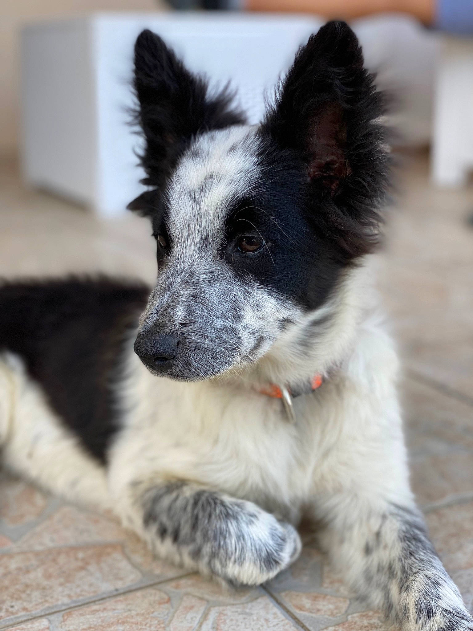 Baya participe au concours pour gagner de l'argent avec cette photo : border_collie, canidae, carnivore, collar, companion_dog, dog, dog_breed, dog_collar, fur, herding_dog, plant, snout, sporting_group, texas_heeler, whiskers, working_animal, working_dog
