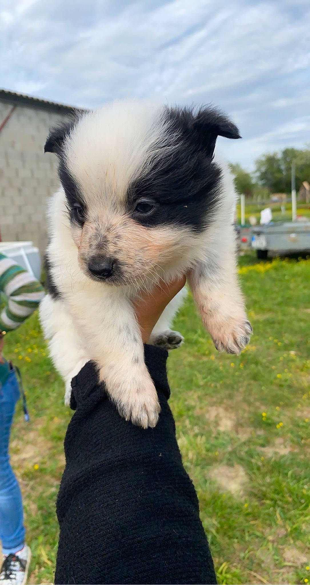 Baya a rejoint le concours — aidez-le/la à gagner de superbes lots ! canidae, carnivore, cloud, companion_dog, dog, dog_breed, fashion_accessory, fawn, fur, german_spitz_klein, grass, non_sporting_group, sky, snout, sporting_group, tail, terrestrial_animal, toy_dog, tree, whiskers