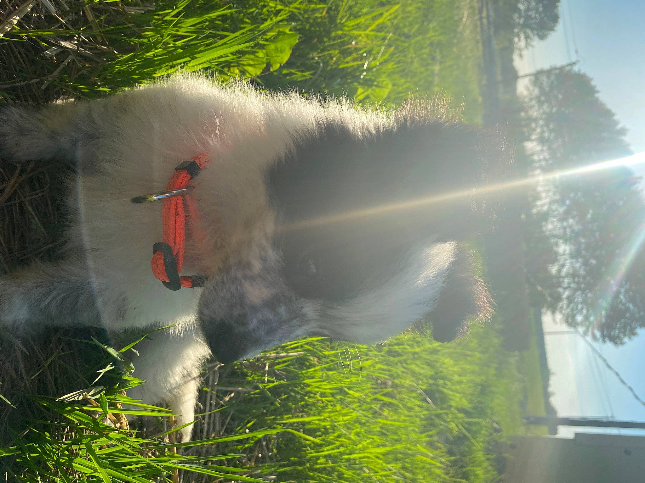 Baya a rejoint le concours — aidez-le/la à gagner de superbes lots ! atmospheric_phenomenon, biome, evergreen, forest, grass, grassland, heat, landscape, lens_flare, mist, natural_landscape, palm_tree, plant, road, sky, smoke, tree, vegetation, water, wind