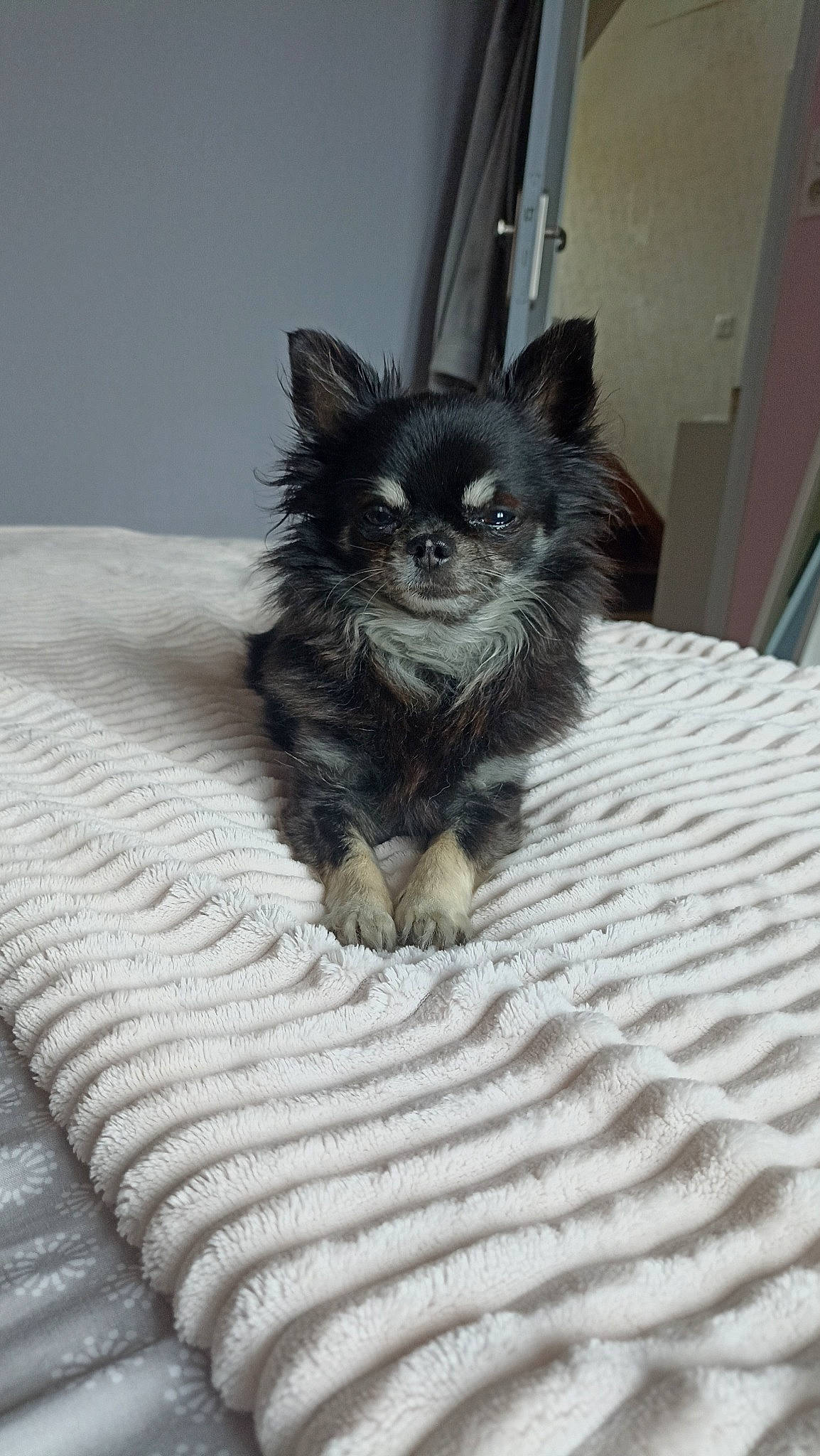 Nessy a rejoint le concours — aidez-le/la à gagner de superbes lots ! bed, canidae, carnivore, comfort, companion_dog, dog, dog_breed, dog_supply, fawn, felidae, fur, linens, liver, small_terrier, snout, sporting_group, terrestrial_animal, toy_dog, whiskers, working_animal