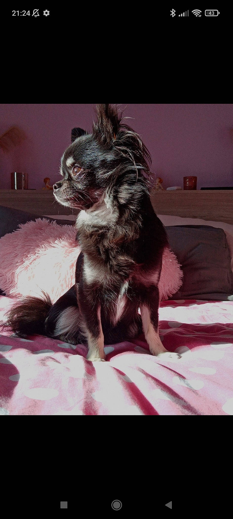 Nessy a rejoint le concours — aidez-le/la à gagner de superbes lots ! bed, bedding, carnivore, comfort, companion_dog, dog, dog_breed, dog_supply, fawn, flesh, fur, linens, liver, magenta, non_sporting_group, snout, sporting_group, toy_dog, whiskers, working_animal