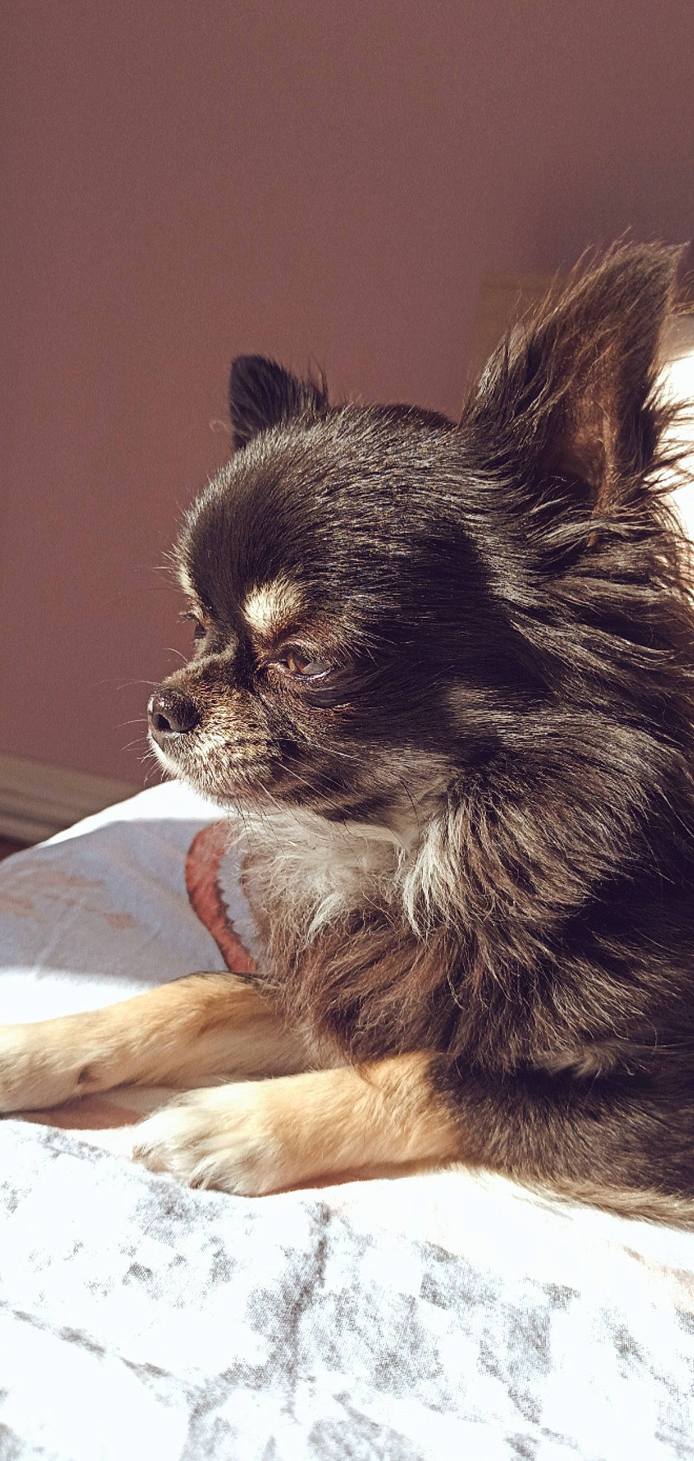 Nessy a rejoint le concours — aidez-le/la à gagner de superbes lots ! canidae, carnivore, claw, comfort, companion_dog, dog, dog_breed, fawn, fur, human_body, liver, paw, sitting, snout, tail, terrestrial_animal, toy_dog, whiskers, wildlife, working_animal