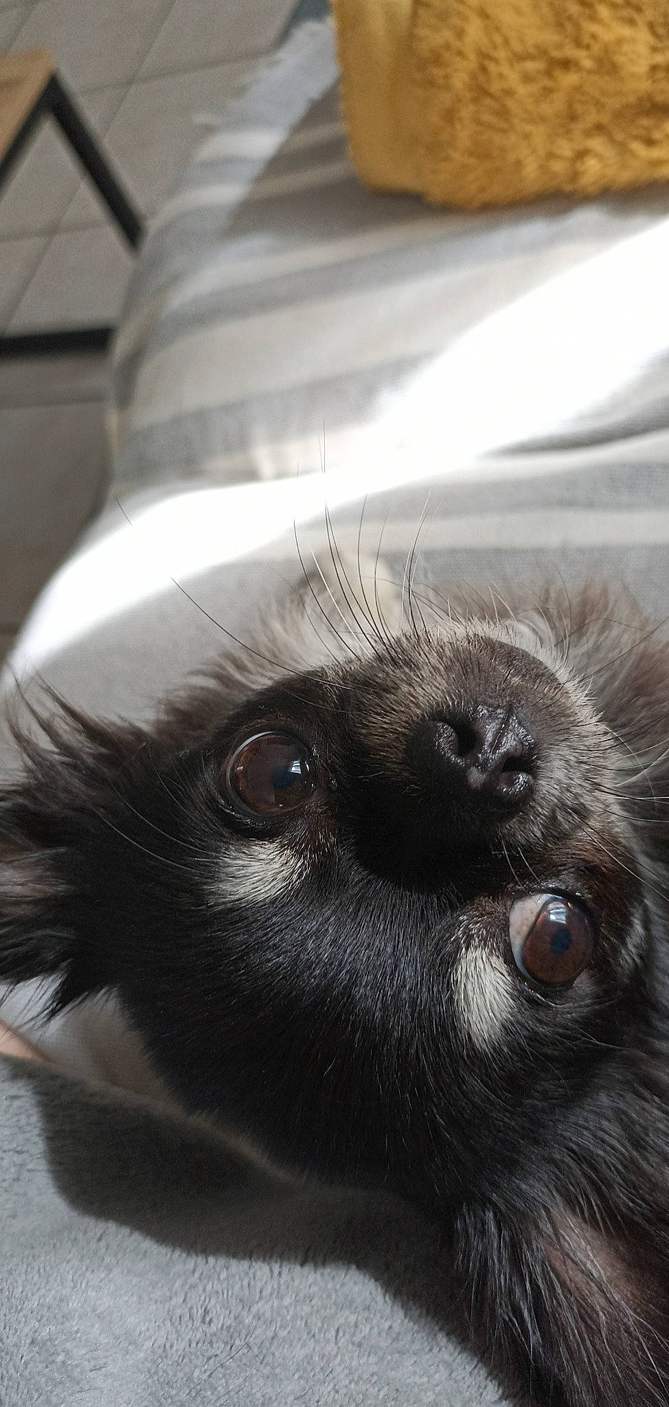 Nessy a rejoint le concours — aidez-le/la à gagner de superbes lots ! carnivore, companion_dog, dog, dog_breed, ear, eye, eyelash, fur, iris, liver, snout, sporting_group, terrestrial_animal, whiskers, working_animal