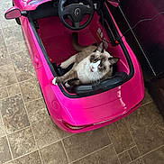 Atlas joined the competition — help win amazing prizes! cat, toy_car, pink, floor, indoor, pet, feline, curious, playful, vehicle, animal, fur, whiskers, seat, steering_wheel, looking_up, domestic, household, relaxed, cute