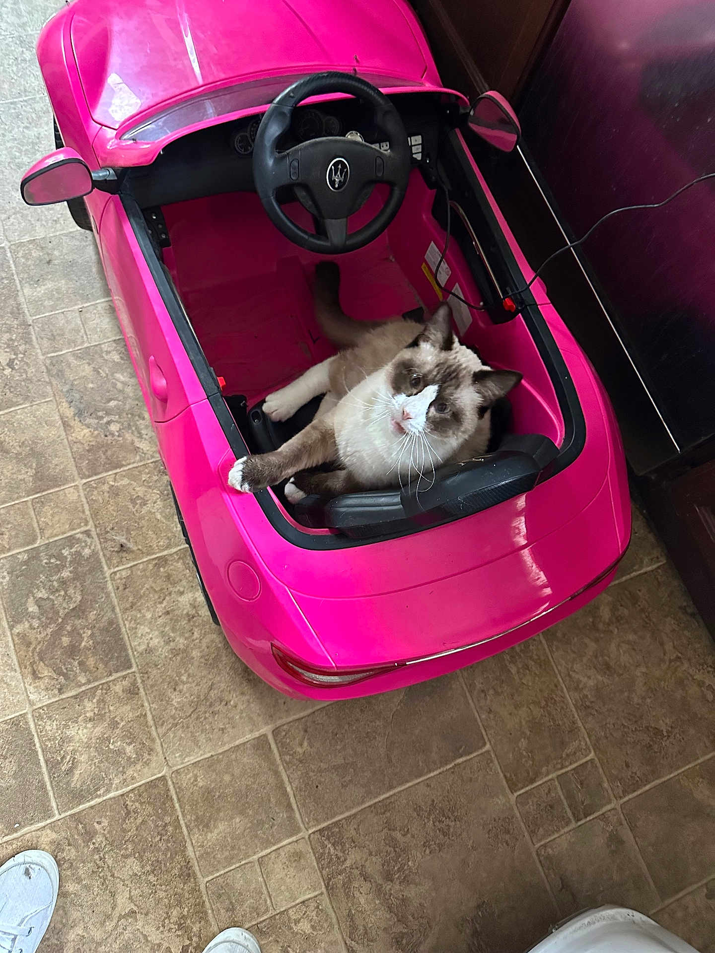 Atlas joined the competition — help win amazing prizes! cat, toy_car, pink, floor, indoor, pet, feline, curious, playful, vehicle, animal, fur, whiskers, seat, steering_wheel, looking_up, domestic, household, relaxed, cute