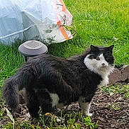 Mouse joined the competition — help win amazing prizes! cat, black_and_white, fluffy, animal, pet, grass, garden, outdoor, plant, fur, curious, nature, greenery, ground, leaf, stem, wildlife, mammal, alert, daylight