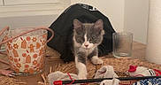 Baïa participe au concours pour gagner de l'argent avec cette photo : animal, black_stick, cat, cloth, curious, decor, domestic, exploring, furniture, glass, gray, indoor, kitten, paper_towel, pet, placemat, table, white, window, wood
