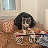 animal, black_stick, cat, cloth, curious, decor, domestic, exploring, furniture, glass, gray, indoor, kitten, paper_towel, pet, placemat, table, white, window, wood