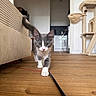 cat, cat_tree, couch, curious, domestic, feline, floor, furniture, gray_cat, home, indoor, kitten, living_room, pet, playful, tail_up, toy, walking, white_cat, wooden_floor