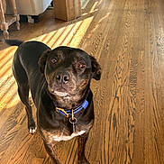 Lucky joined the competition — help win amazing prizes! dog, indoor, wooden_floor, collar, pet, brown_dog, curious, sunlight, shadow, flooring, animal, looking_up, household, cardboard_box, furniture, canine, domestic, alert, standing, ears