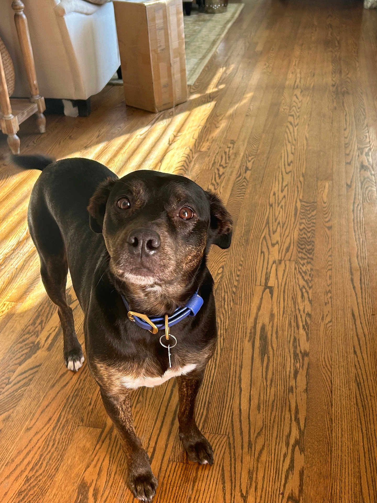 Lucky joined the competition — help win amazing prizes! dog, indoor, wooden_floor, collar, pet, brown_dog, curious, sunlight, shadow, flooring, animal, looking_up, household, cardboard_box, furniture, canine, domestic, alert, standing, ears
