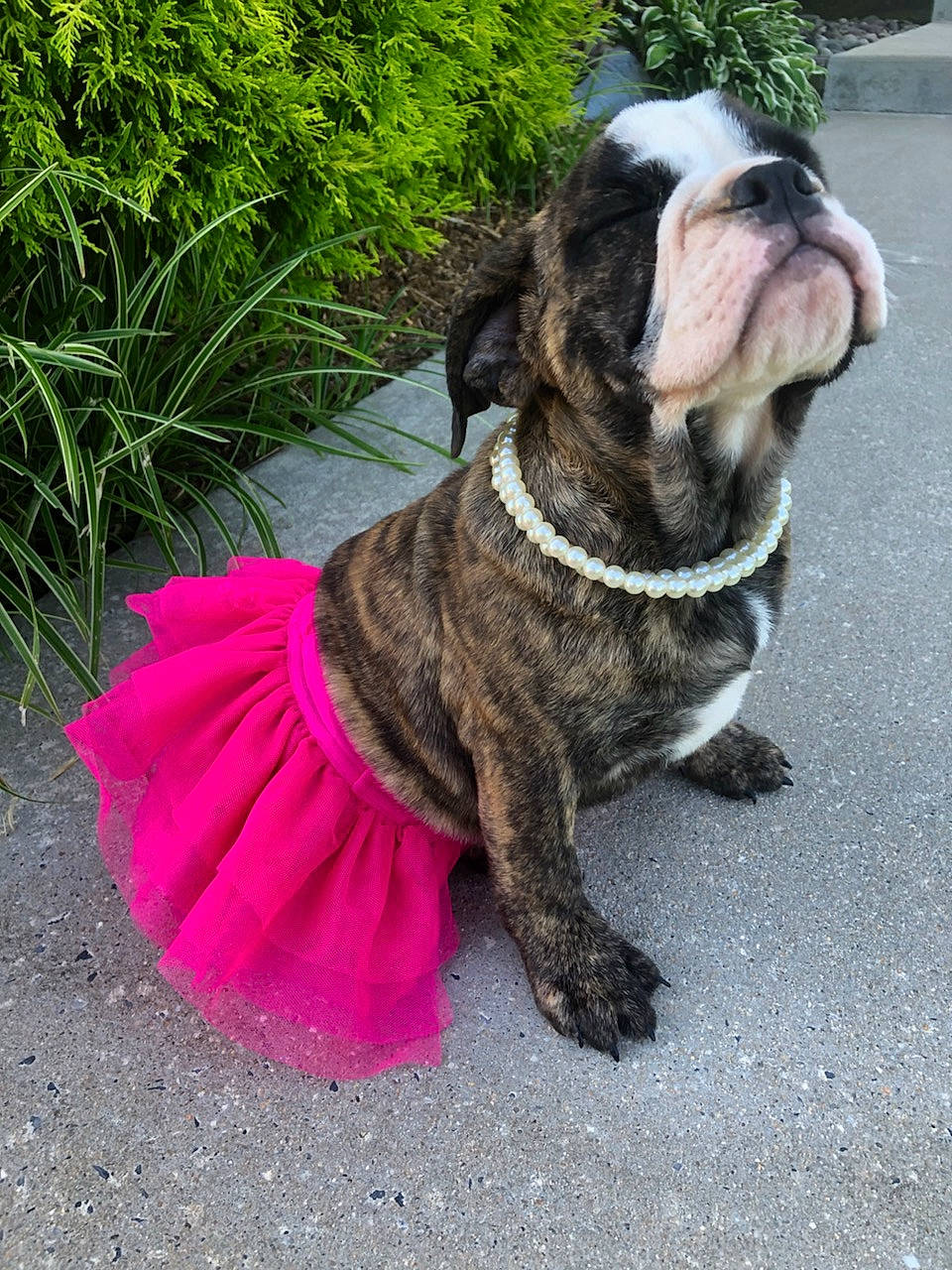 Bernice joined the competition — help win amazing prizes! australian_bulldog, bulldog, canidae, carnivore, companion_dog, dog, dog_breed, dog_collar, grass, mammal, non_sporting_group, old_english_bulldog, olde_english_bulldogge, pink, pug, puppy, renascence_bulldogge, snout, toy_bulldog, vertebrate
