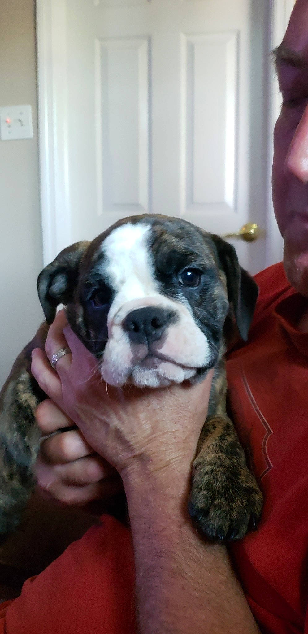 Bernice is registered to the contest to win money with this photo: australian_bulldog, boxer, bulldog, canidae, carnivore, companion_dog, dog, dog_breed, dorset_olde_tyme_bulldogge, mammal, non_sporting_group, old_english_bulldog, olde_english_bulldogge, puppy, puppy_love, snout, sporting_group, toy_bulldog, valley_bulldog, vertebrate