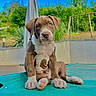 animal, backyard, brown_and_white, close_up, dog, garden, grass, outdoor, pet, pit_bull, pool, portrait, puppy, sitting, summer, sunny, swimming_pool, swing_set, trees, umbrella