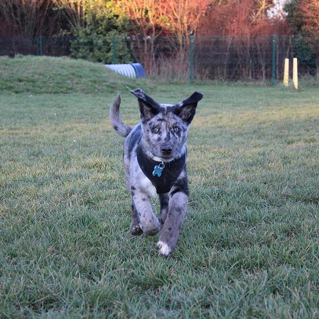 Arron participe au concours pour gagner de l'argent avec cette photo : attentive, blue_tag, centered_subject, collar, daylight, dog, ears, fence, field, front_paw, grass, harness, motion, outdoors, park, playful, puppy, running, trees, tunnel